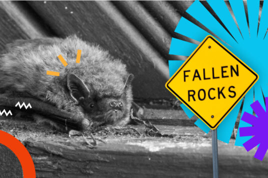 Co zrobić jeżeli masz zawirusowaną stronę WordPress